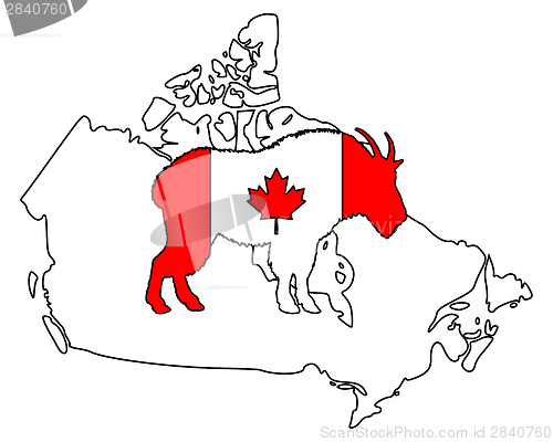 Image of Mountain goat Canada