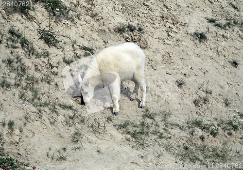 Image of Rocky Mountain goat