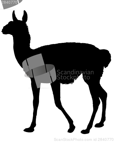 Image of Guanaco Silhouette