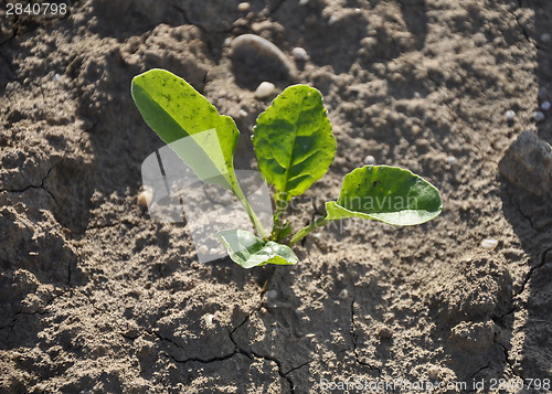 Image of Sugar beet plant (Beta vulgaris subsp. vulgaris)