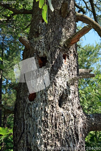 Image of Mossy tree with many hollows