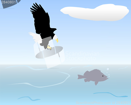 Image of Bird of prey fishing