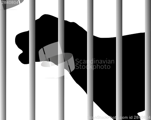 Image of Dog in animal shelter