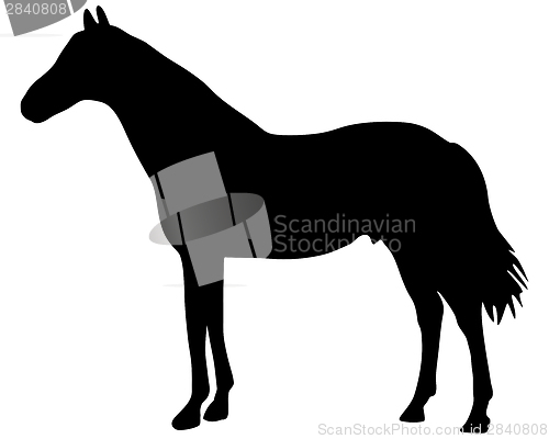 Image of Horse silhouette