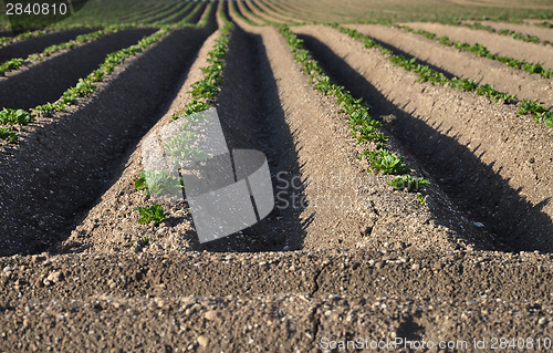 Image of Potato field