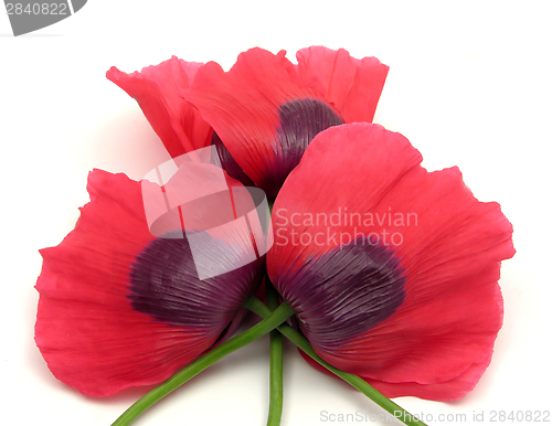 Image of Three poppy flowers with crossed peduncles on white