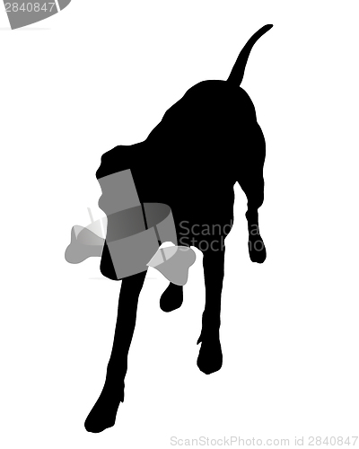 Image of Dog with bone