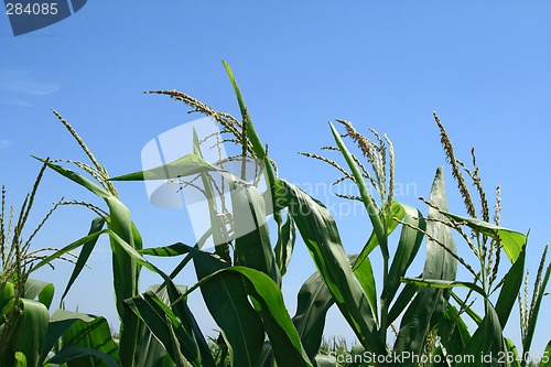 Image of Green corn plants