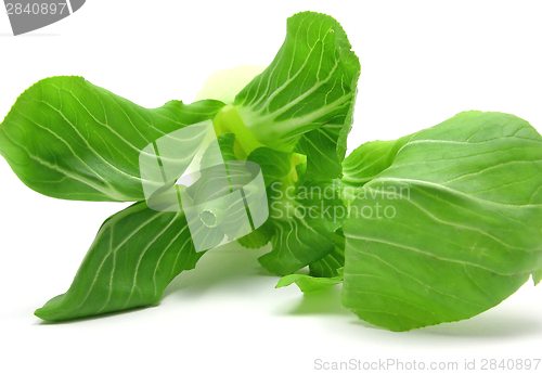 Image of Pak choi arranged on a white background