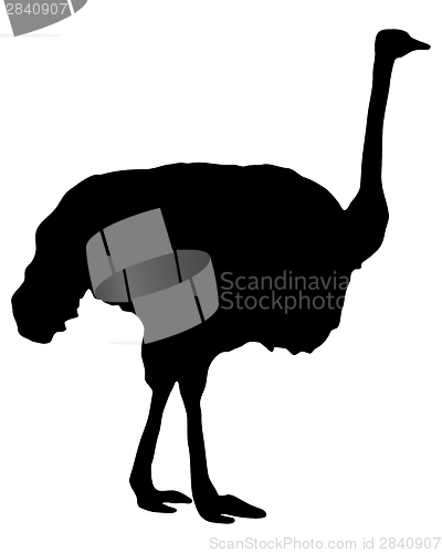 Image of Ostrich Silhouette