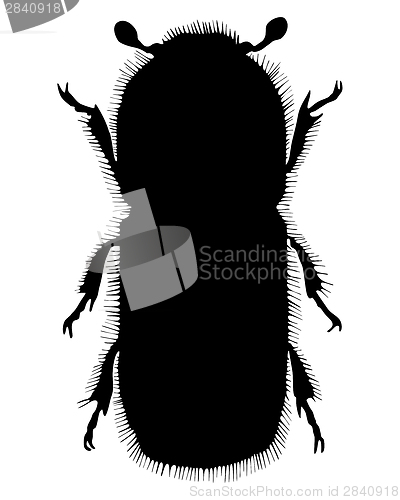 Image of Bark-beetle silhouette