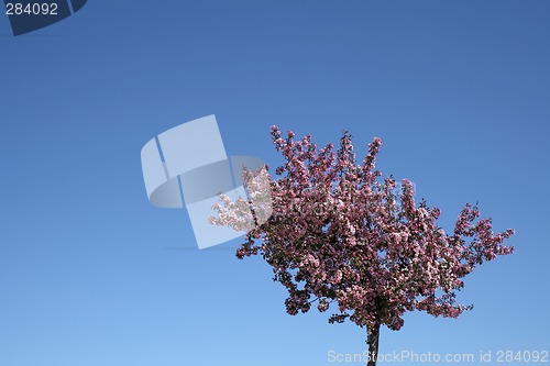 Image of Blooming plum tree and blue sky