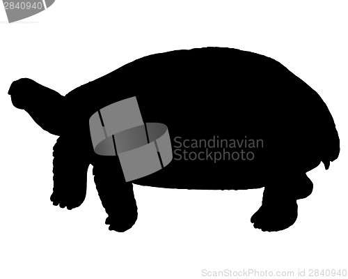 Image of The black silhouette of a turtle 