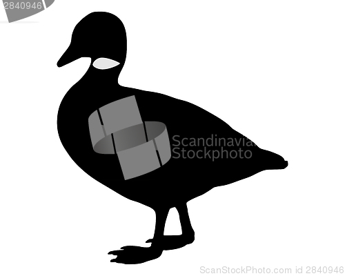 Image of Brant goose silhouette