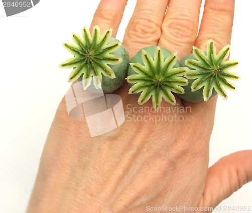 Image of Poppy capsules as finger emblazonment on white