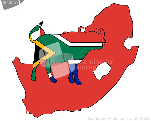 Image of South Africa buffalo 