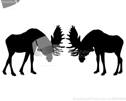 Image of Isolated illustration of rutting behavior of moose