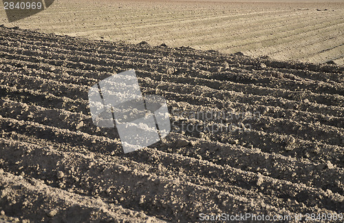 Image of Prepared potato field