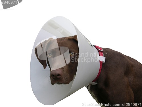 Image of Brown dog with ruff on white background