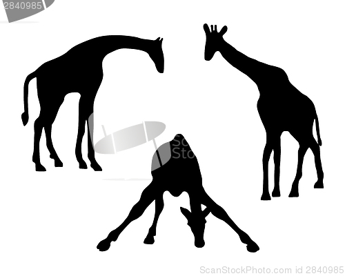 Image of Detailed and isolated illustration of three giraffes 