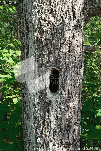 Image of Mossy tree with hollow