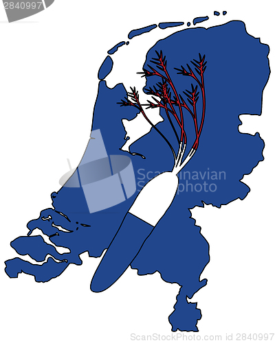 Image of Dutch carrot