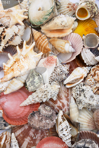 Image of Shells