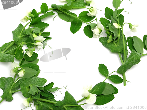 Image of White blooms of a snow pea as ring on white background