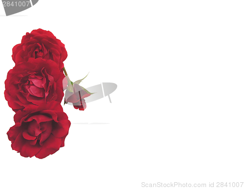 Image of Four red roses on the left side of white background