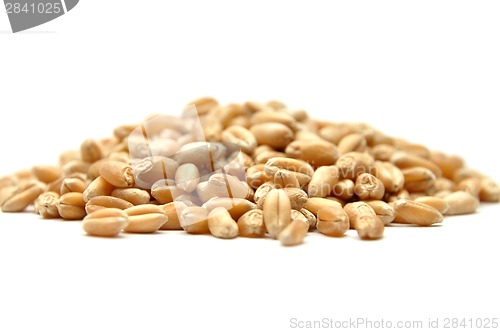 Image of Detailed but simple image of wheat crop