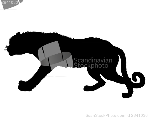 Image of Leopard silhouette