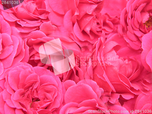 Image of Many red roses together build the background
