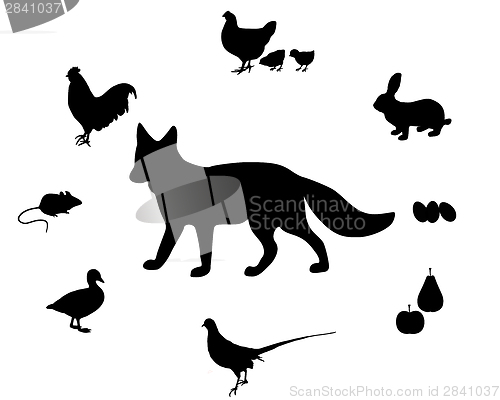 Image of Fox diet