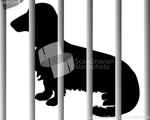 Image of Dachshund in animal shelter