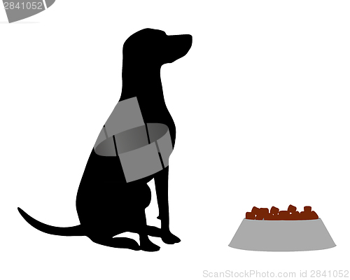 Image of Dog feeding
