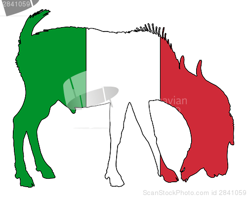 Image of Italian he-goat