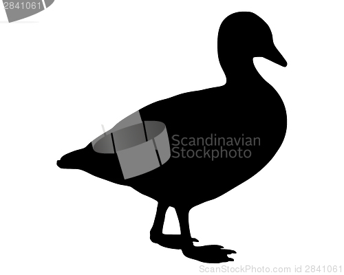 Image of Domestic Goose silhouette