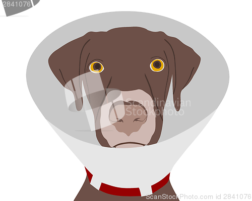 Image of Dog with ruff