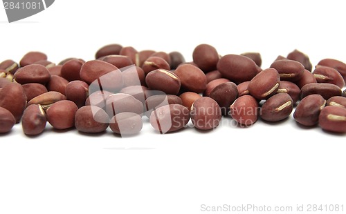 Image of Sprouting azuki bean