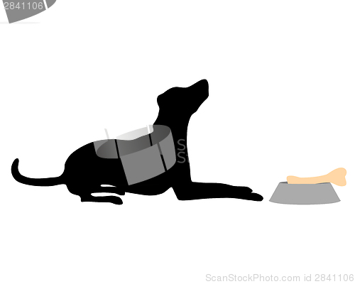 Image of Dog feeding