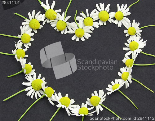 Image of Camomile blooms on black felt heart shaped