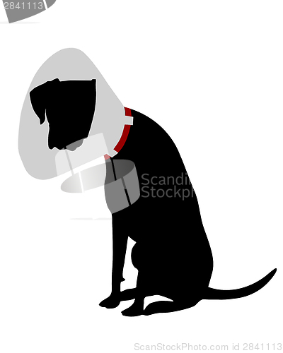 Image of Dog with ruff