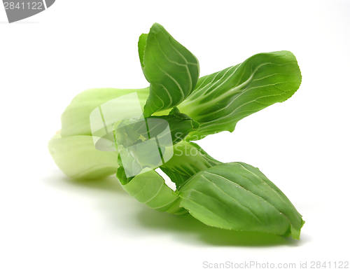 Image of Pak choi arranged on a white background
