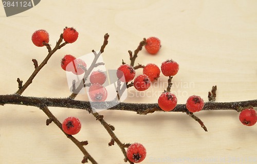 Image of Detailed but simple image of iced Cotoneaster