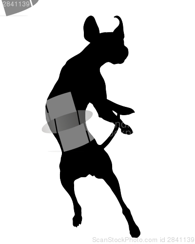 Image of Dog training