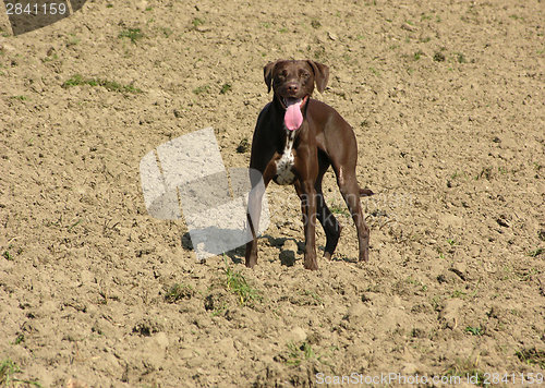 Image of Exhausted and hackling dog on open brown field