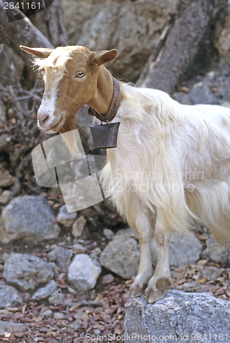Image of Domestic goat