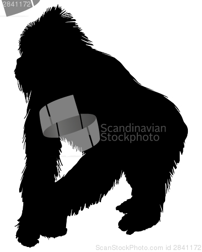 Image of Gorilla silhouette
