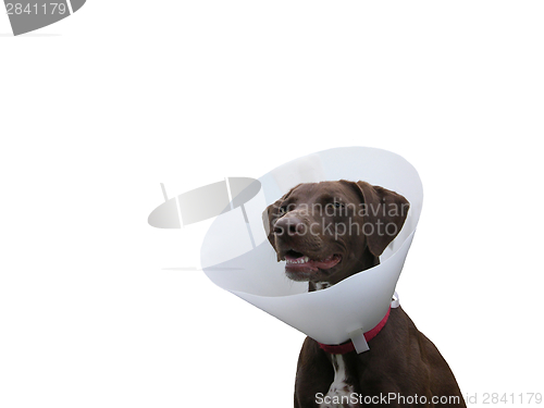 Image of Brown dog with ruff on white background