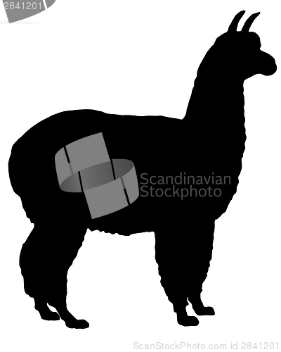 Image of Silhouette of alpaca